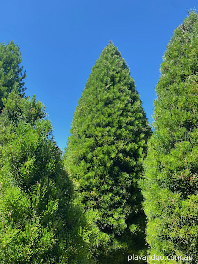 Chandlers Hill Christmas Tree Farm 