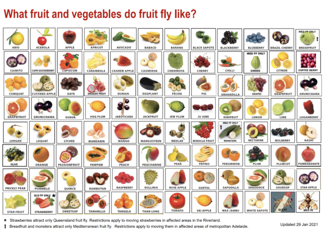 Lunch Box Restrictions to Prevent the Spread of Fruit Fly in South ...