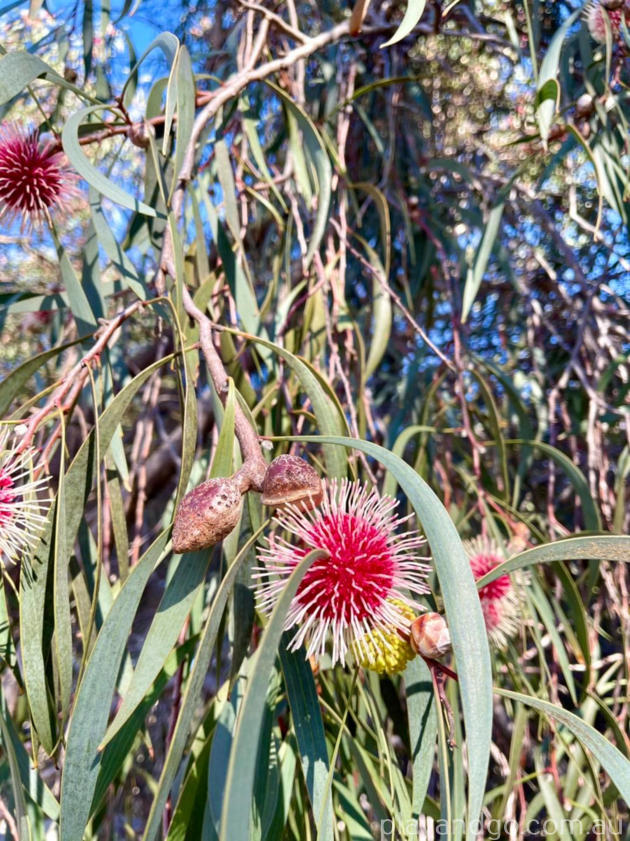 Wittunga Botanic Garden Nature Playspace