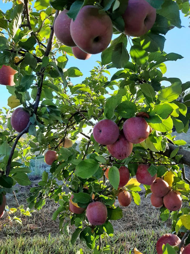 Mahnew Orchard Pick Your Own Fuji Apples | Lenswood | 10 Apr 2021 ...