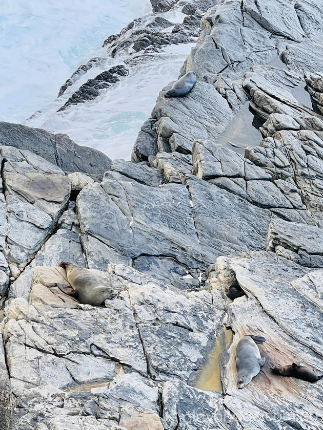 Kangaroo Island fur-seals