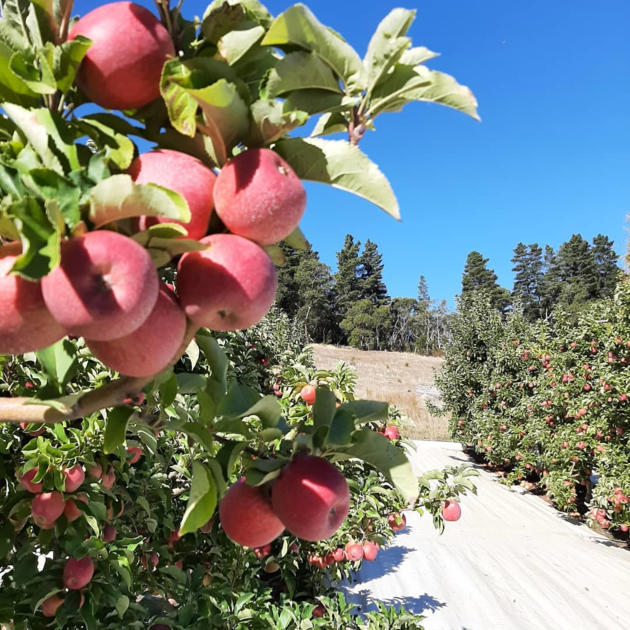 Mahnew Orchard apple picking