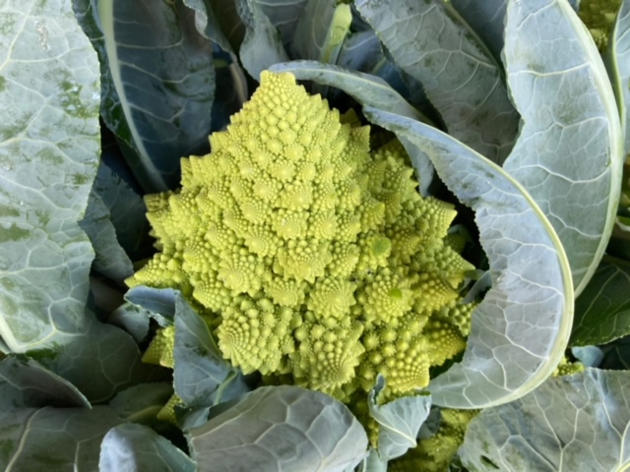 July School Holiday Fun at Adelaide Showground Farmers’ Market