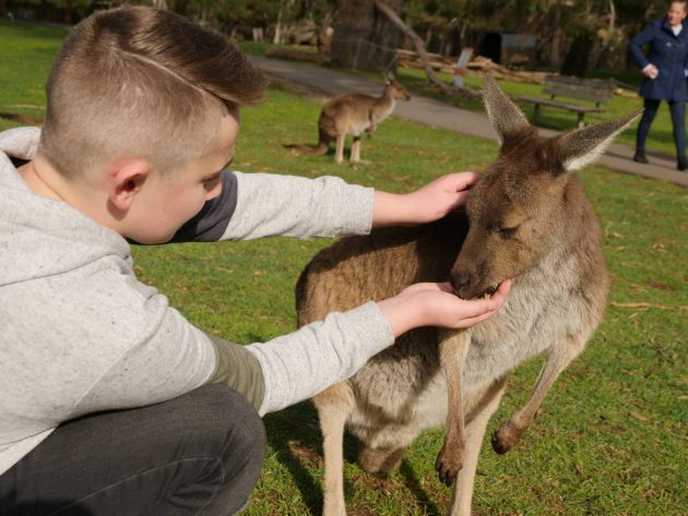 cleland wildlife park