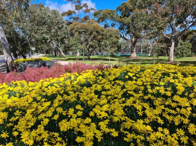 Spring flowers adelaide