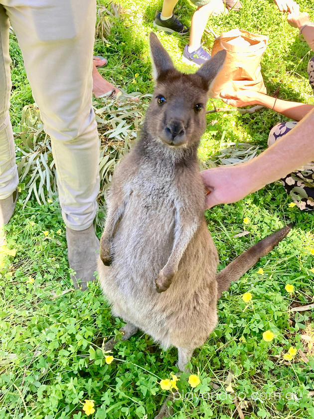 Woodstock Wines Wildlife Sanctuary