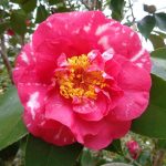 camellia society