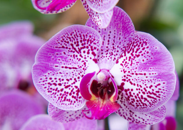 South Australian Orchid Fair | Rostrevor | 11 & 12 Jun 2022 - Play & Go ...