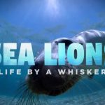 'Sealions: Life by a Whisker'
