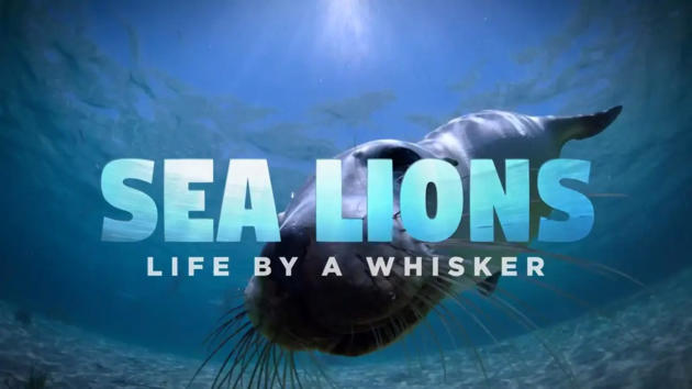 'Sealions: Life by a Whisker' 