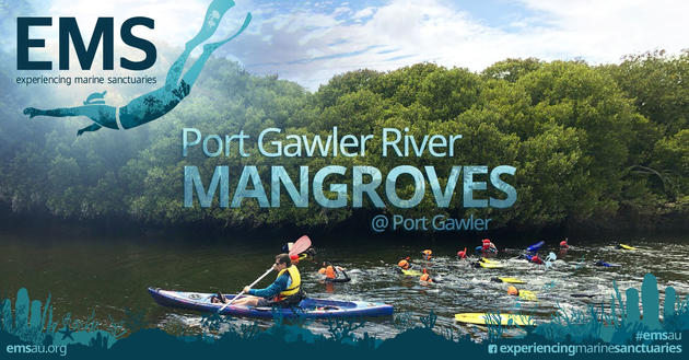 port gawler mangroves