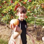 Lenswood apple picking