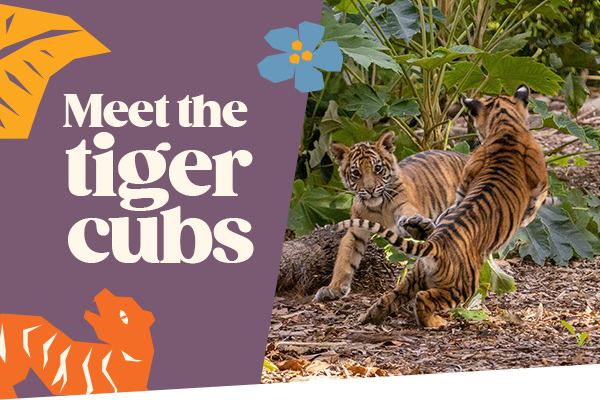 Name a tiger cub and win an experience at Adelaide Zoo