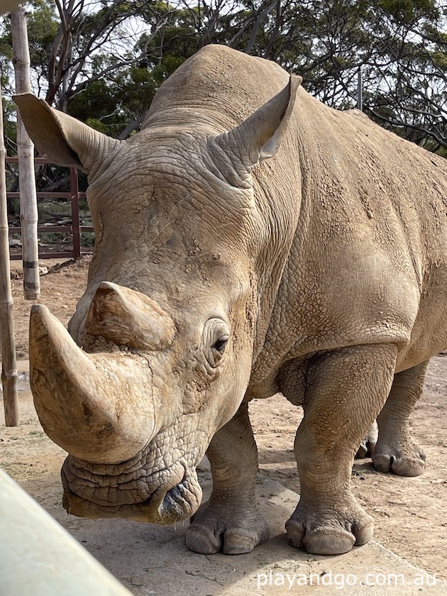 rhino and safari park