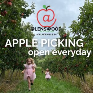 @Lenswood Apple Picking