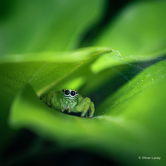 2025 Australian Geographic Nature Photographer of the Year are open until Thursday 6 February 2025 at 5:00pm ACDT.