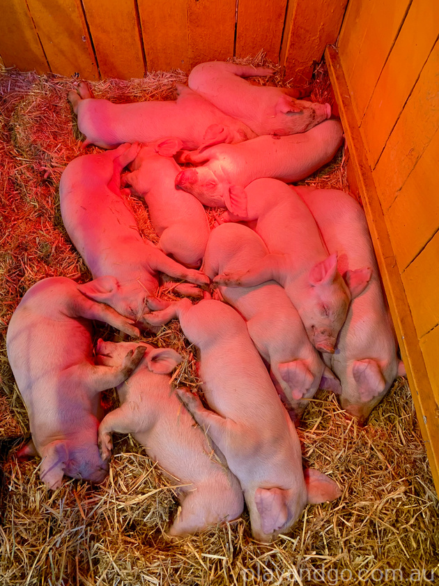 Royal Adelaide Show 2025