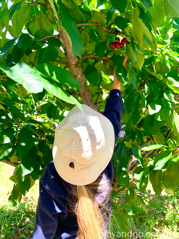 cherry picking at Ancara Estate 