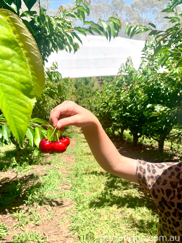 cherry picking at Ancara Estate 