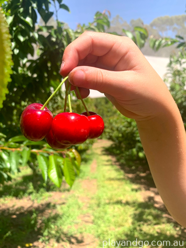 cherry picking at Ancara Estate