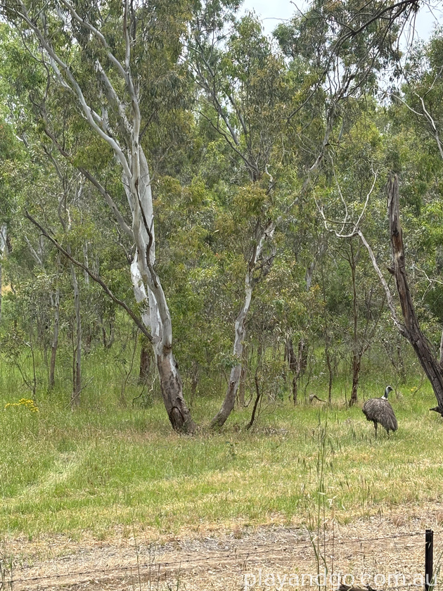 emu
