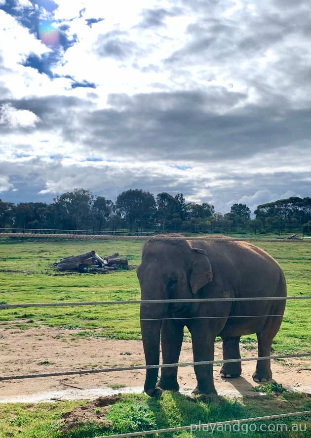 Monarto Zoo, elephants, playground