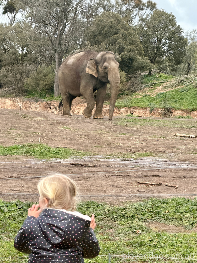 Monarto Zoo elephant enclosure