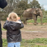Monarto Zoo elephant enclosure