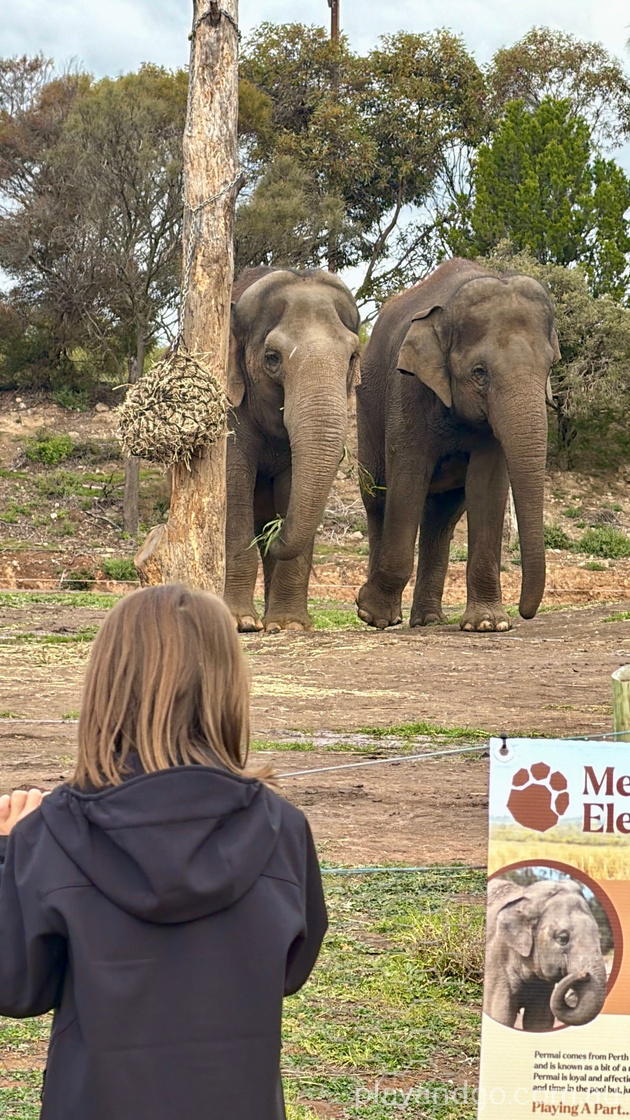 Monarto Zoo elephant enclosure