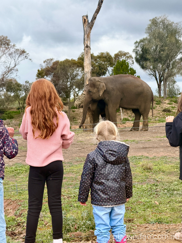 Monarto Zoo elephant enclosure