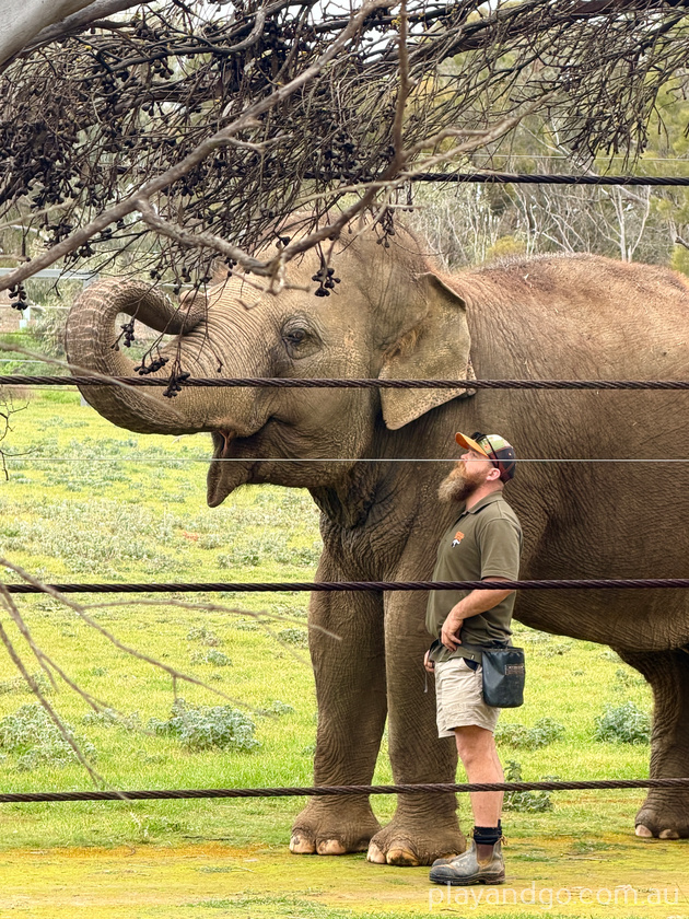 Monarto Zoo elephant enclosure