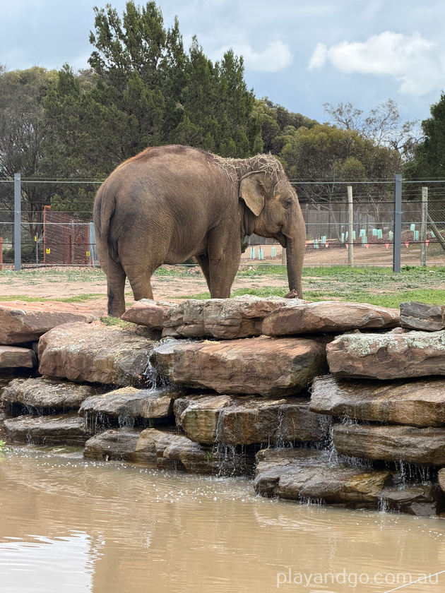 Monarto Zoo elephant enclosure