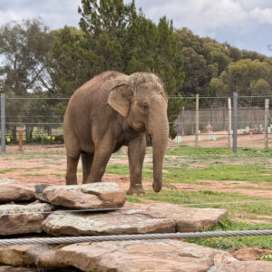 Monarto Zoo elephant enclosure