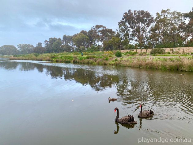 Breakout Creek, West Beach, Henley Beach South, horses, River Torrens