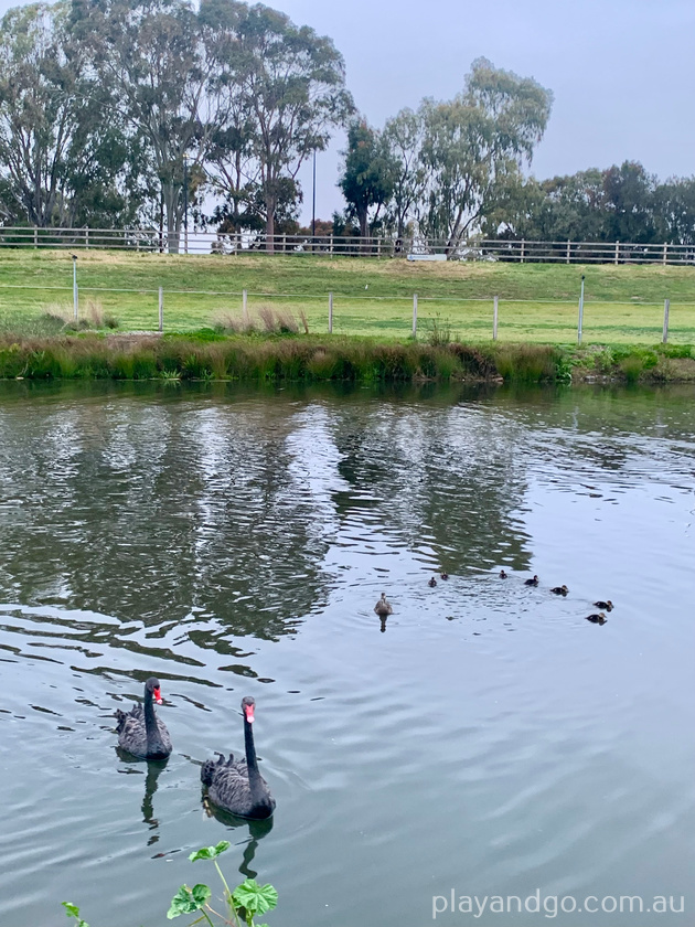 Breakout Creek, West Beach, Henley Beach South, horses, River Torrens