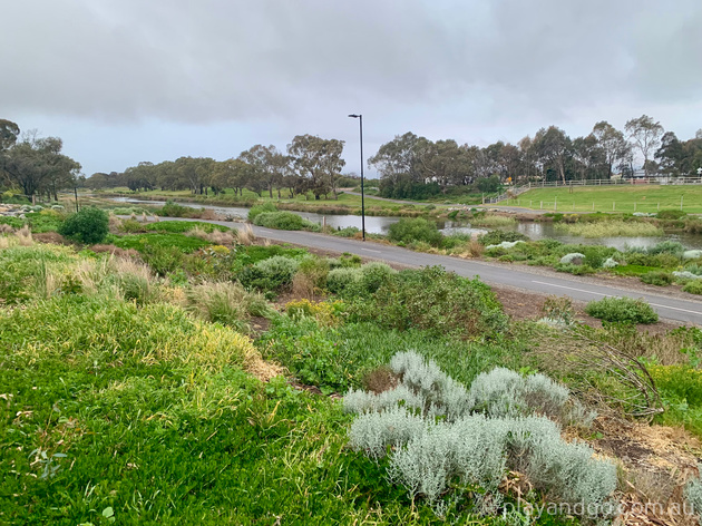 Breakout Creek, West Beach, Henley Beach South, horses, River Torrens