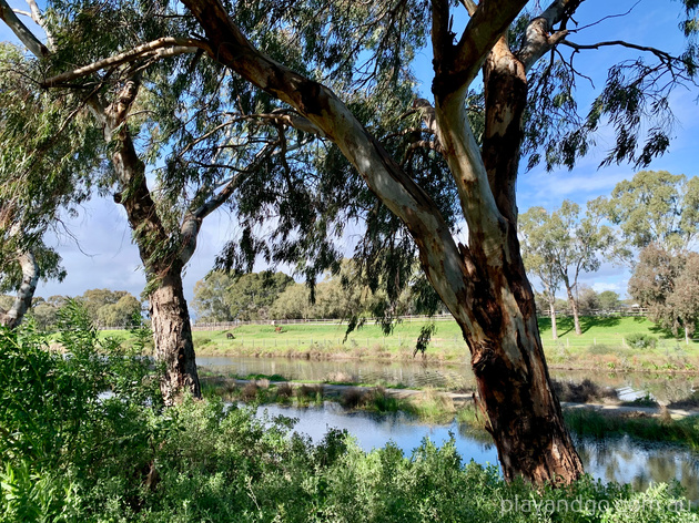 Breakout Creek, Henley Beach South, West Beach, River Torrens, horses