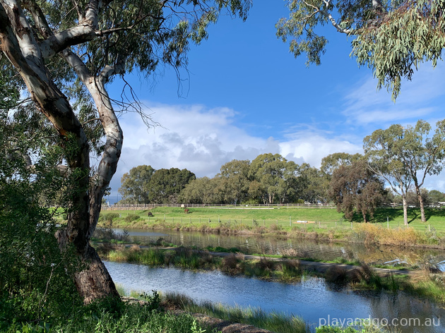 Breakout Creek, Henley Beach South, West Beach, River Torrens, horses
