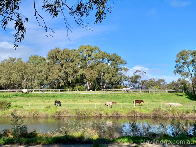 Breakout Creek, West Beach, Henley Beach South, horses, River Torrens