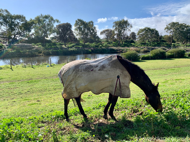 Breakout Creek, West Beach, Henley Beach South, horses, River Torrens
