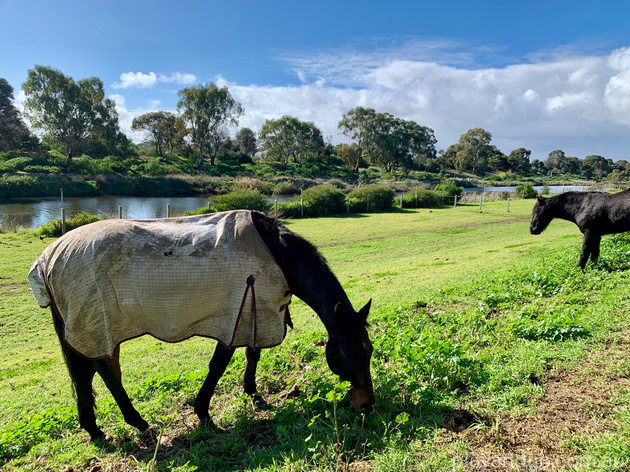 Breakout Creek, West Beach, Henley Beach South, horses, River Torrens