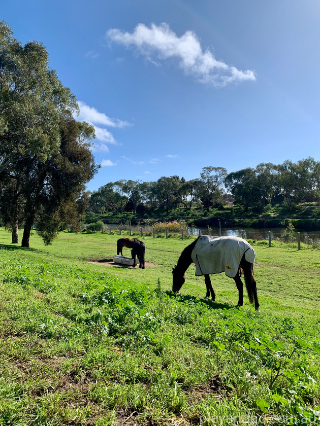 Breakout Creek, West Beach, Henley Beach South, horses, River Torrens