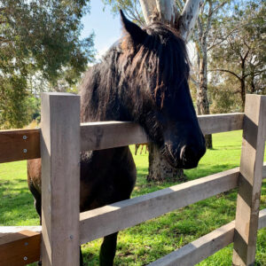 Breakout Creek, West Beach, Henley Beach South, horses, River Torrens