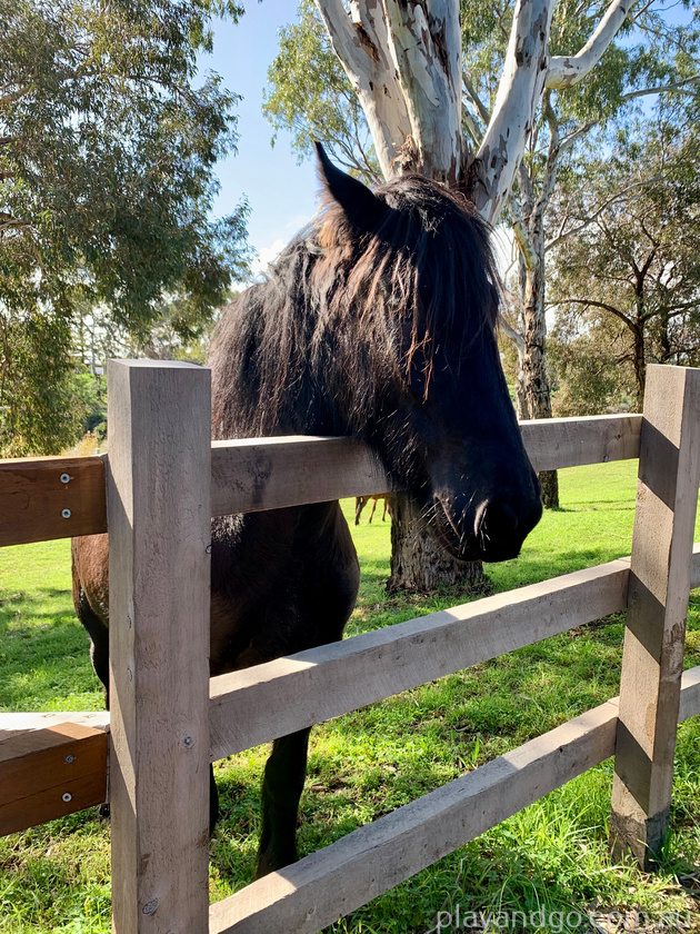 Breakout Creek, West Beach, Henley Beach South, horses, River Torrens