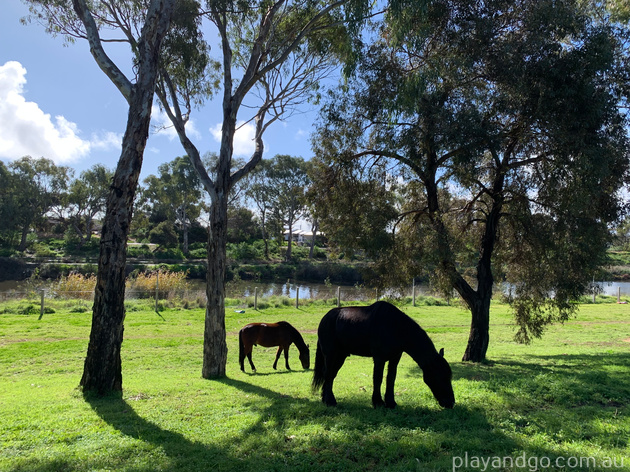 Breakout Creek, West Beach, Henley Beach South, horses, River Torrens