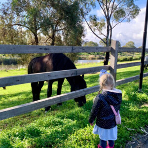 Breakout Creek, West Beach, Henley Beach South, horses, River Torrens