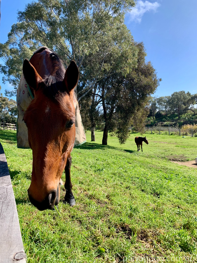 Breakout Creek, West Beach, Henley Beach South, horses, River Torrens