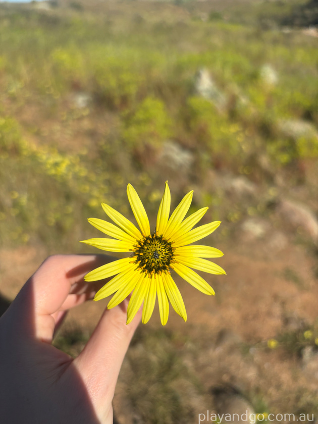 Mannum wildflowers