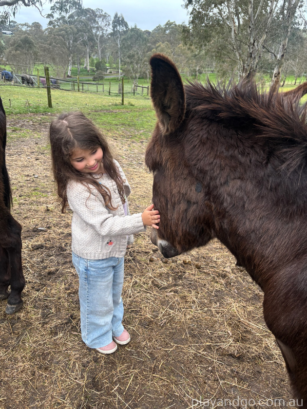 donkey love Hahndorf