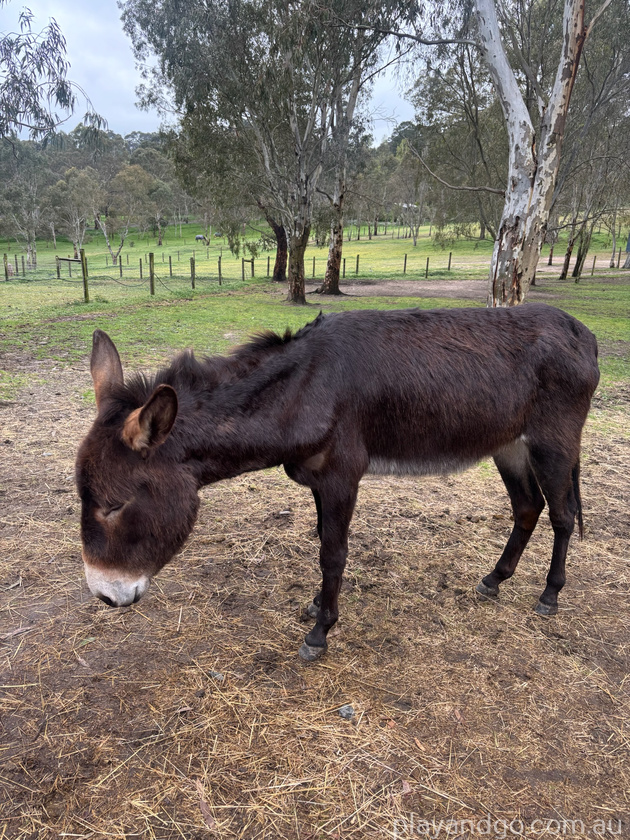 donkey Hahndorf
